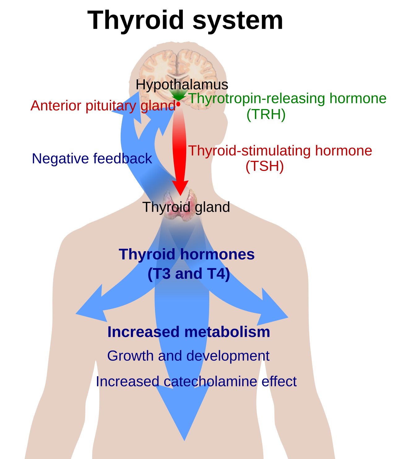 Thyroid Antibodies: TPO, TgAb, and TRAb Beyond the Basics