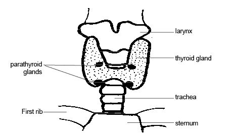 TPO Antibodies Positive? Thyroid Results in Plain English
